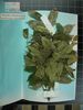 Herbarium sample